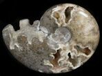Polished Shloenbacchia Ammonite #35291-2